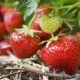 Aprenda a plantar morangos em canteiro simples e colher frutas lindas em casa