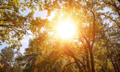 Essas plantas são resistentes ao sol, suportam o calor intenso e ainda decoram o jardim
