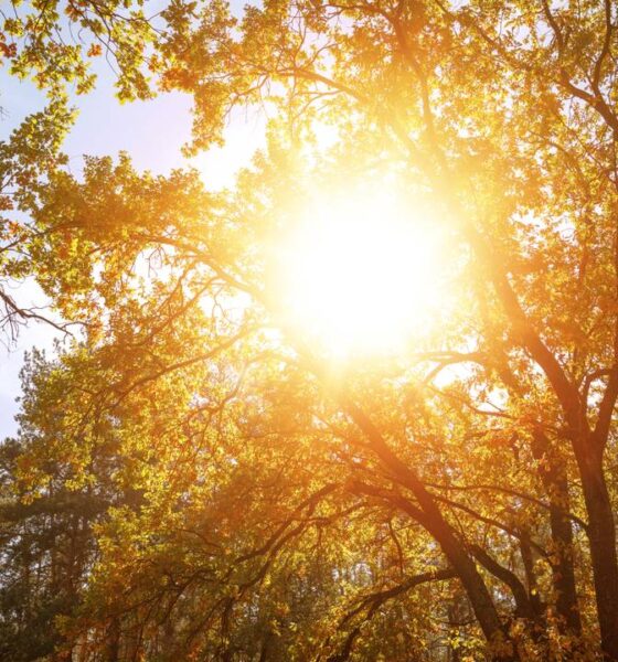 Essas plantas são resistentes ao sol, suportam o calor intenso e ainda decoram o jardim