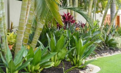 8 plantas para borda de piso externo que valorizam o visual da casa