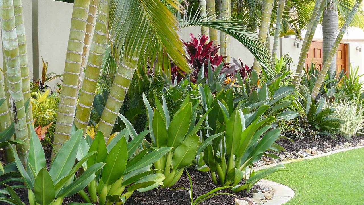 8 plantas para borda de piso externo que valorizam o visual da casa