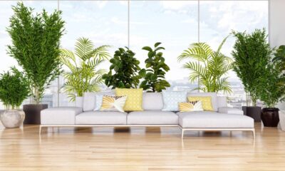 10 plantas grandes para sala que transformam o ambiente por completo