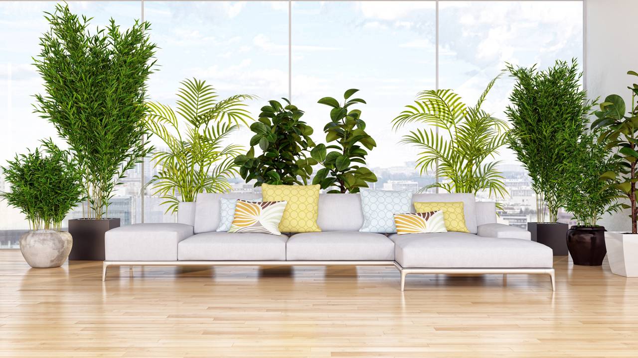 10 plantas grandes para sala que transformam o ambiente por completo