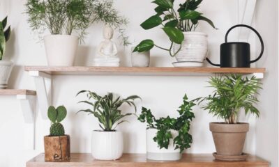 As melhores suculentas para cultivar em ambientes internos