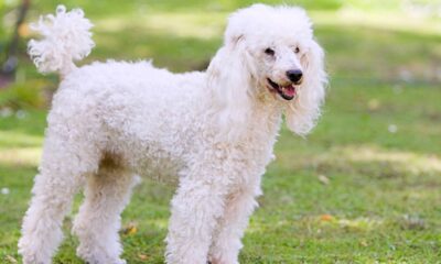 Quanto custa criar um poodle e manter o pet saudável