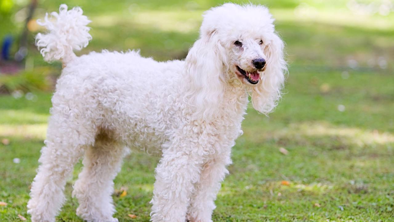 Quanto custa criar um poodle e manter o pet saudável