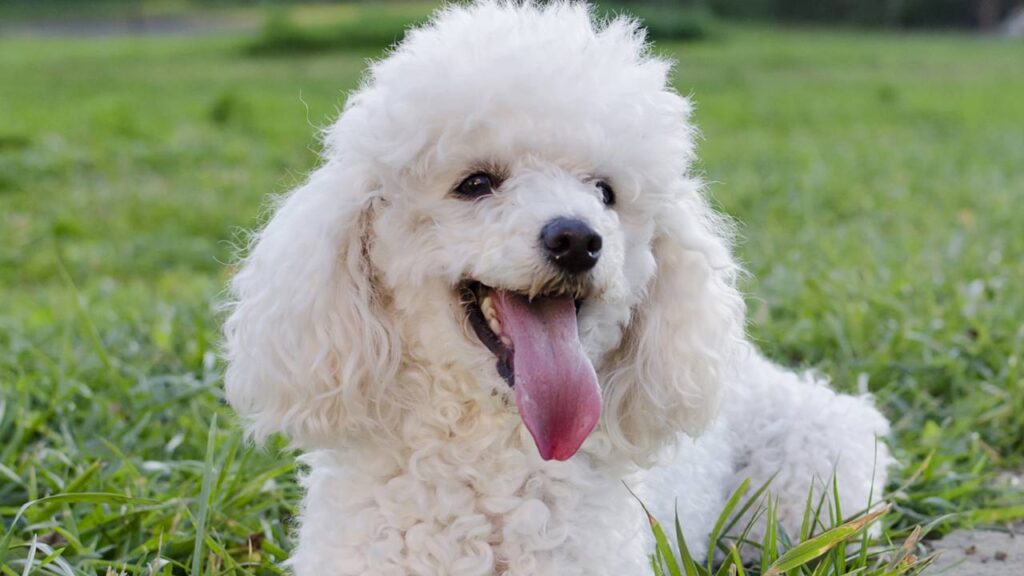 Quanto custa criar um poodle e manter o pet saudável