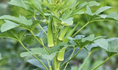 Como plantar quiabo e evitar que ele atraia pragas desde o começo
