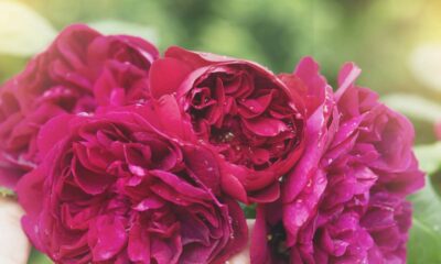 A rosa inglesa encanta pela cor intensa e pelo perfume delicado que transforma qualquer jardim