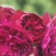 A rosa inglesa encanta pela cor intensa e pelo perfume delicado que transforma qualquer jardim