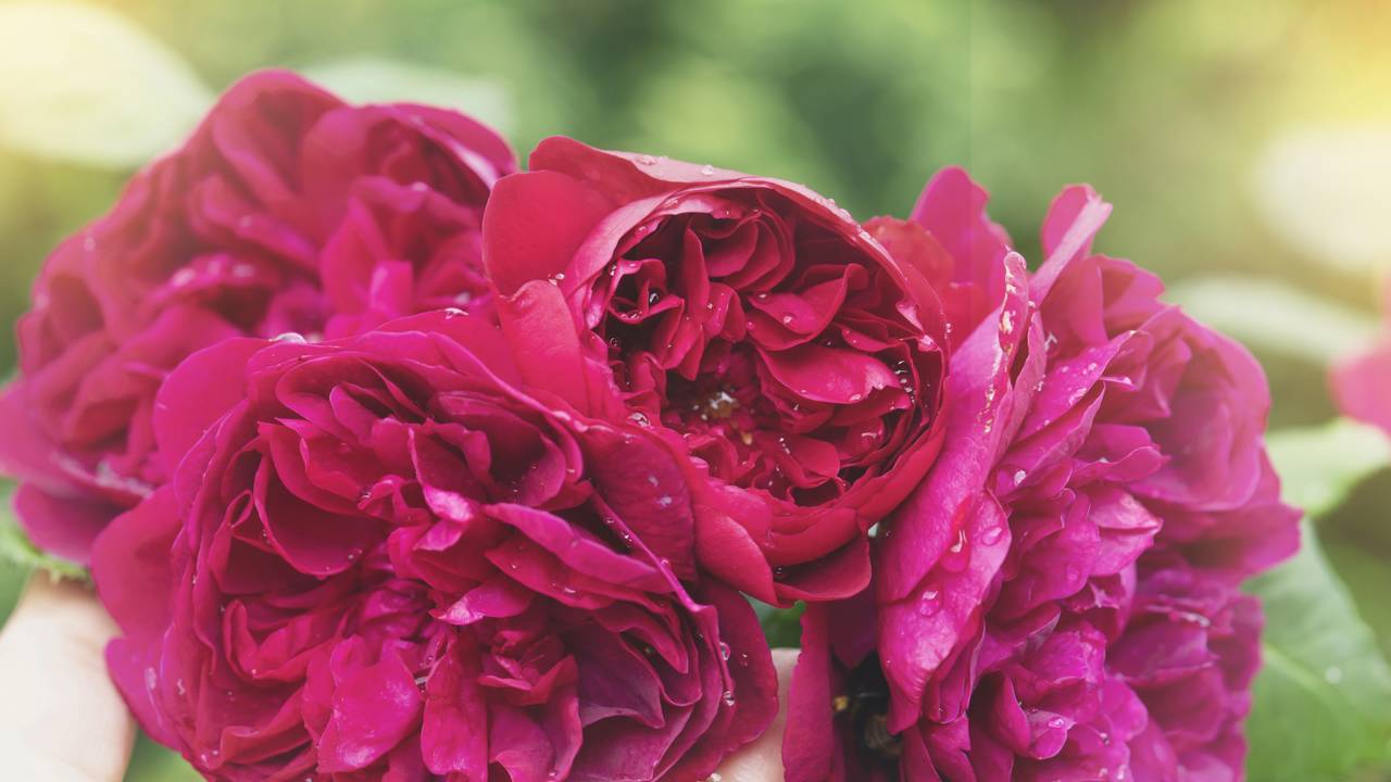 A rosa inglesa encanta pela cor intensa e pelo perfume delicado que transforma qualquer jardim