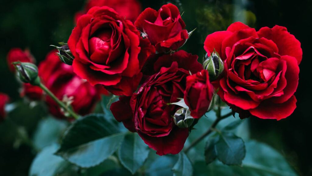 Adeus rosas murchas: esse cuidado simples faz as flores durarem muito mais na sua casa