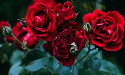 As flores que o Feng Shui considera especiais para fortalecer amor e harmonia no lar