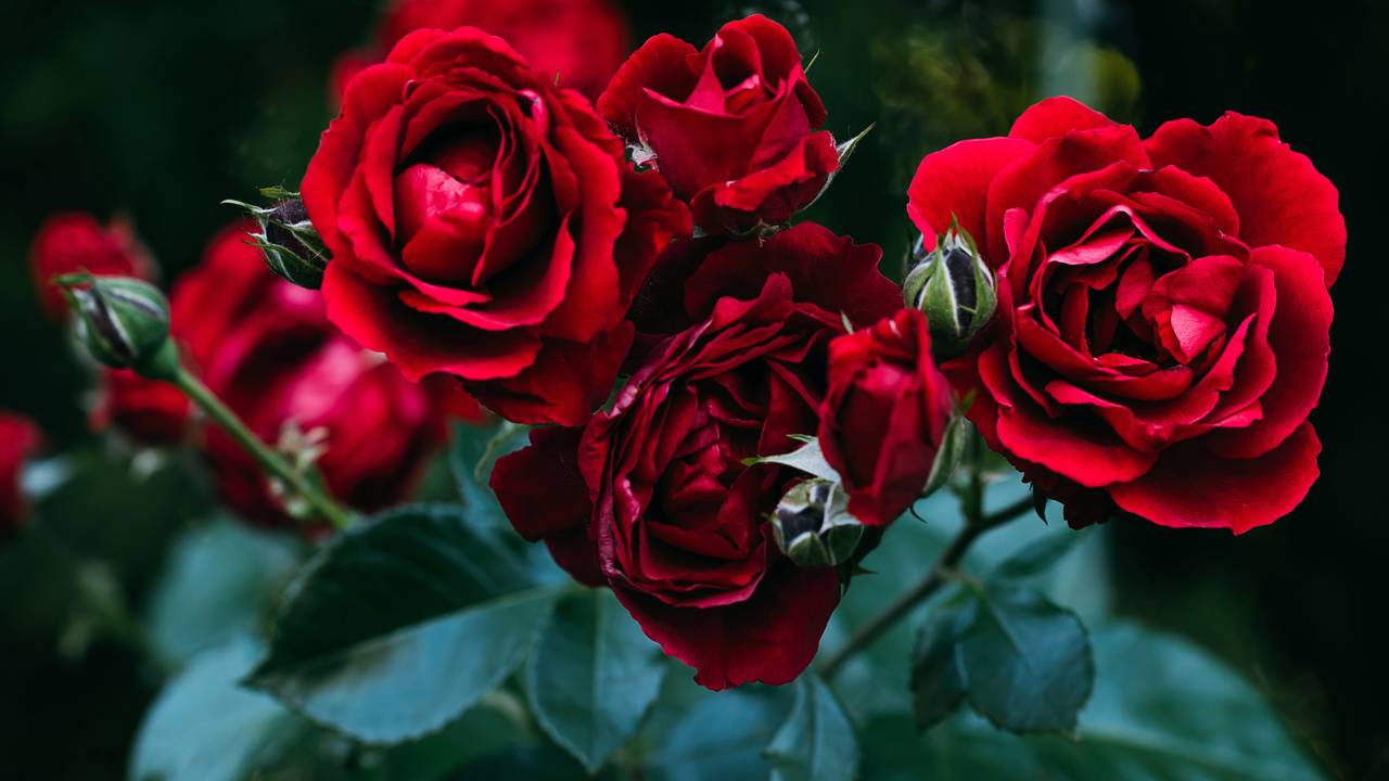 As flores que o Feng Shui considera especiais para fortalecer amor e harmonia no lar