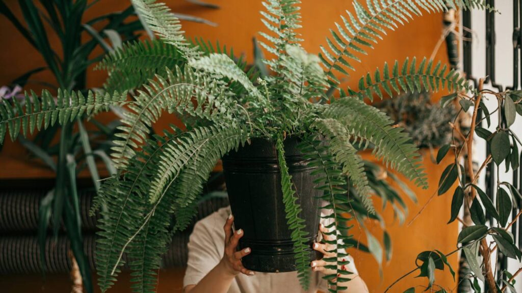 Achei que tinha perdido tudo, mas minha samambaia americana renasceu e me ensinou resiliência