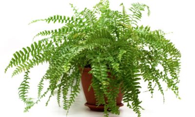 O melhor jeito de cultivar samambaias em casa com sucesso