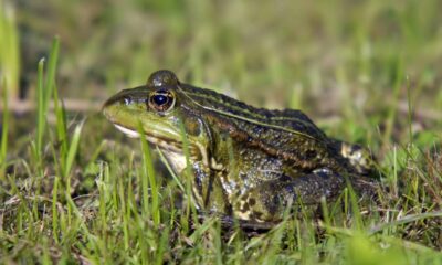 Por que alguns sapos “gritam” mais forte antes da chuva