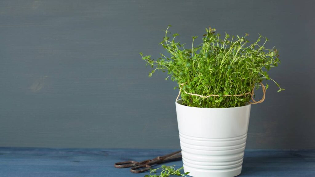 Esse tomilho ajuda a proteger a horta contra insetos e fungos naturalmente