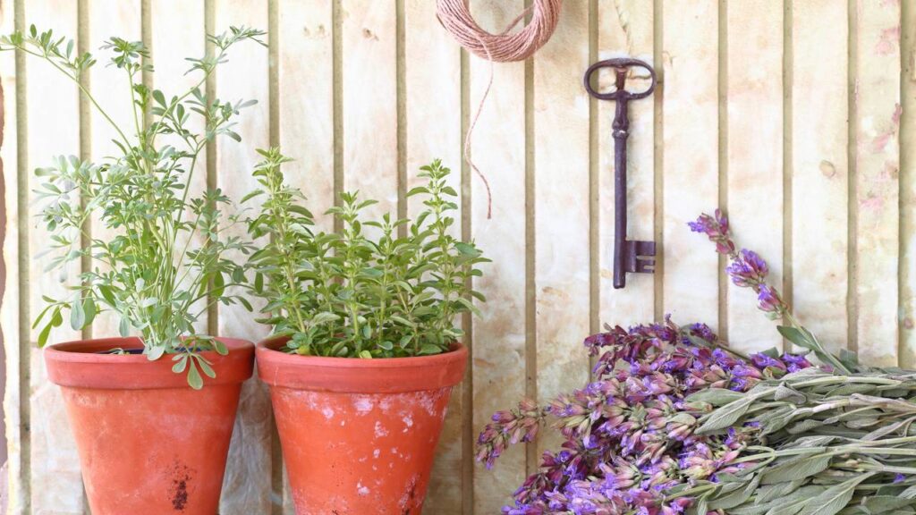 A arruda é a planta que afasta mau-olhado e ainda purifica o ar, trazendo leveza para qualquer cantinho da casa