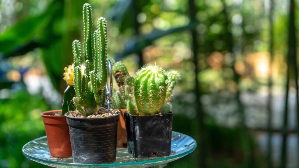 O cacto é símbolo de coragem e determinação no Feng Shui e traz força para qualquer ambiente