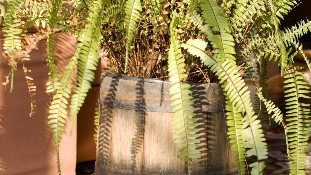 A samambaia revela um sentido espiritual que aparece quando menos esperamos