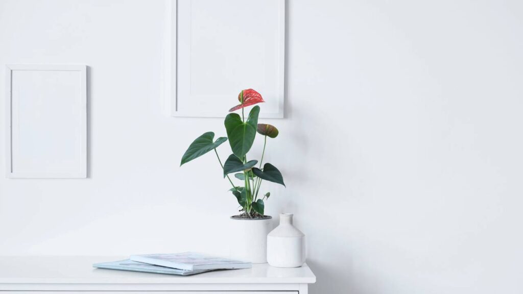 Poucas plantas simbolizam paixão e vitalidade de forma tão marcante