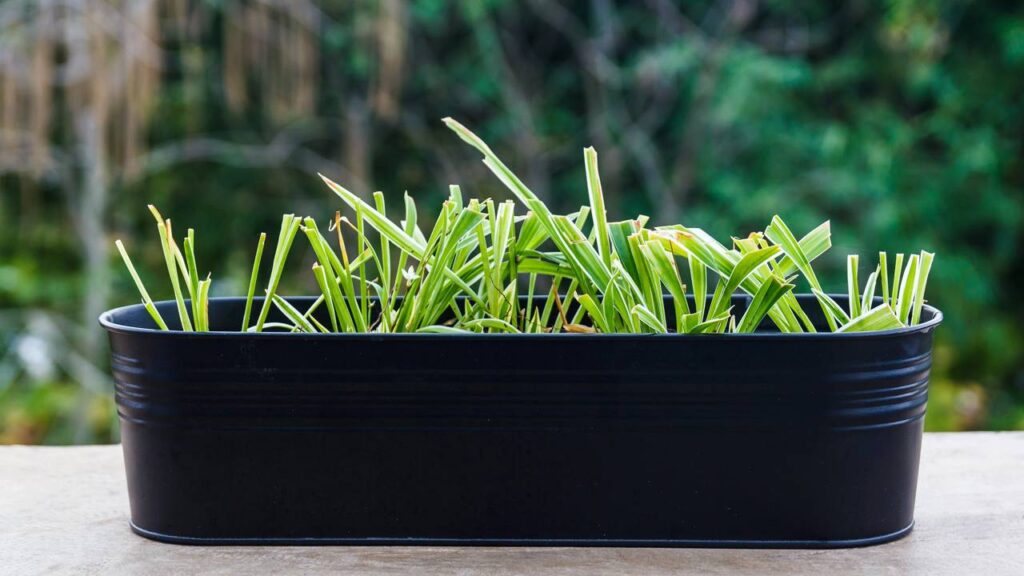 O capim-limão é a planta tropical que repele insetos e ainda combina com decoração moderna e minimalista