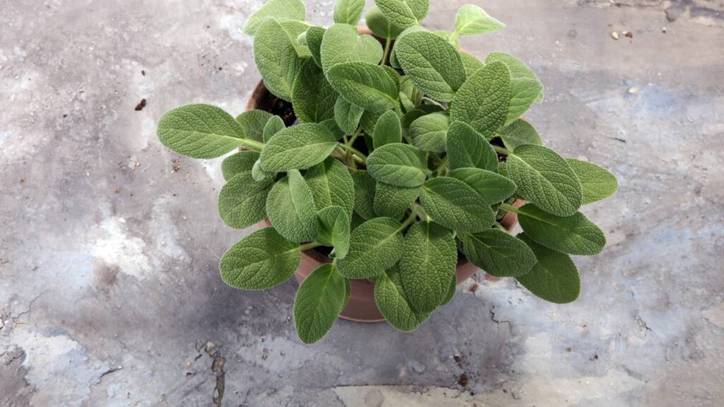 Essa planta aromática ajuda a equilibrar o jardim e pouca gente percebe esse efeito