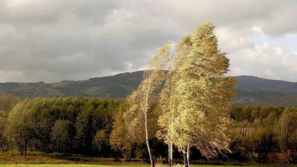 O som curioso que o vento faz ao passar pelas árvores e como isso muda a sensação do ambiente