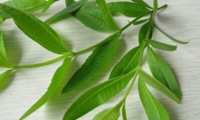 Pouca gente conhece essa erva aromática que lembra limão e muda o clima da casa