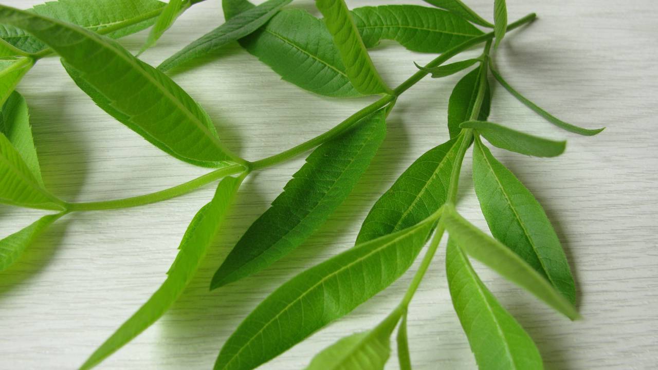 Pouca gente conhece essa erva aromática que lembra limão e muda o clima da casa