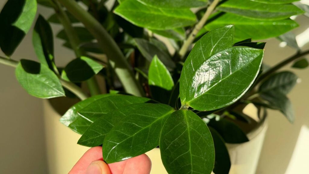 Dizem que a zamioculca atrai prosperidade e o motivo pode surpreender você