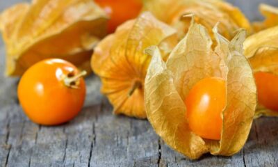 Frutas physalis maduras, algumas com suas cascas de papel, sobre uma superfície de madeira.