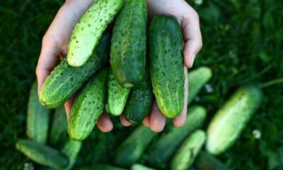 Mãos segurando vários pepinos verdes frescos e texturizados. Mais pepinos e grama verde ao fundo.