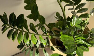 Close-up de planta zamioculca com folhas verdes vibrantes e brilhantes.