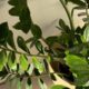 Close-up de planta zamioculca com folhas verdes vibrantes e brilhantes.