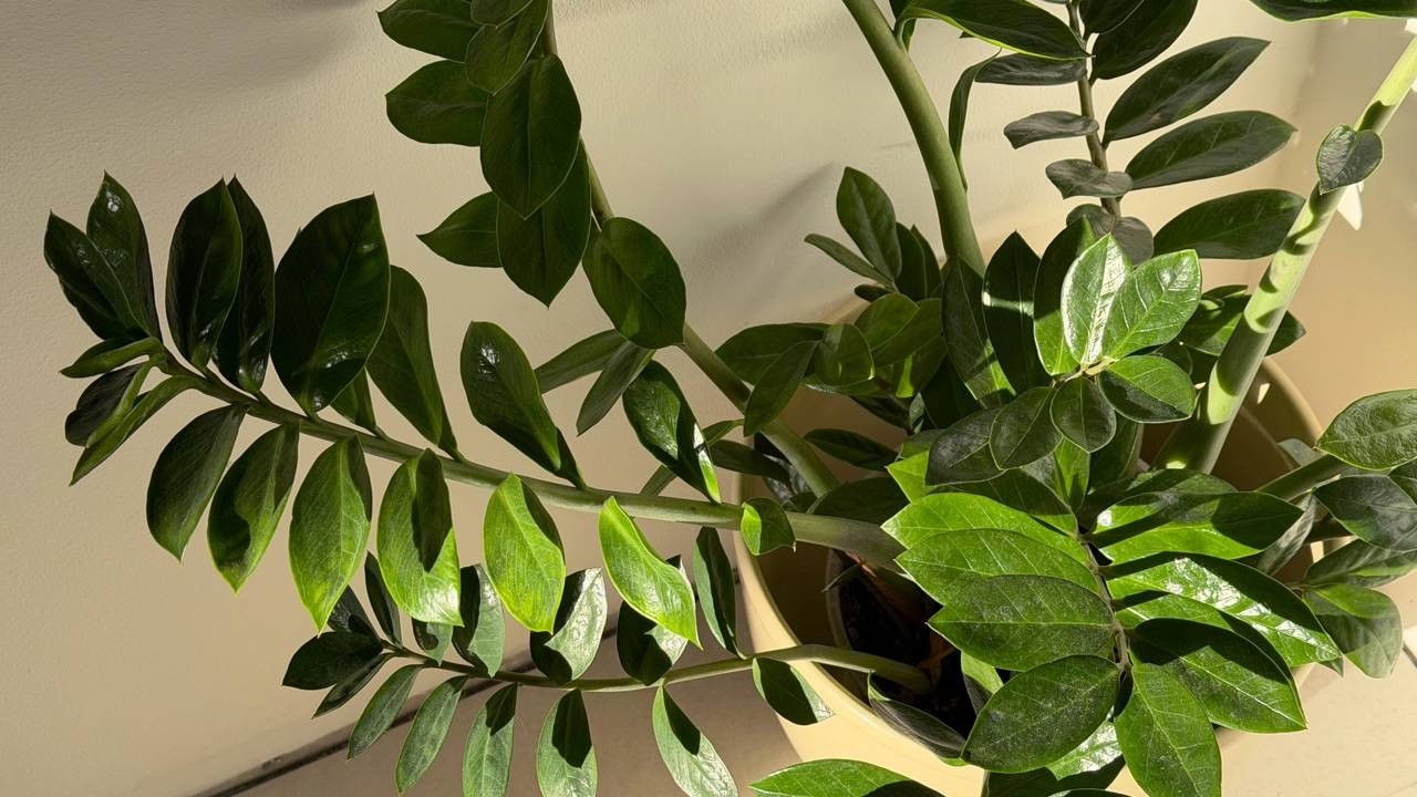 Close-up de planta zamioculca com folhas verdes vibrantes e brilhantes.