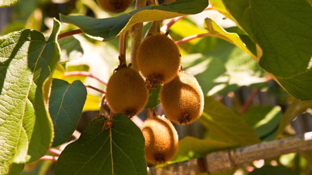 A fruta exótica que encontrou espaço para crescer em solo brasileiro