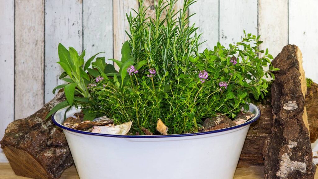 Essas plantas, como alecrim e lavanda, ajudam a afastar mosquitos