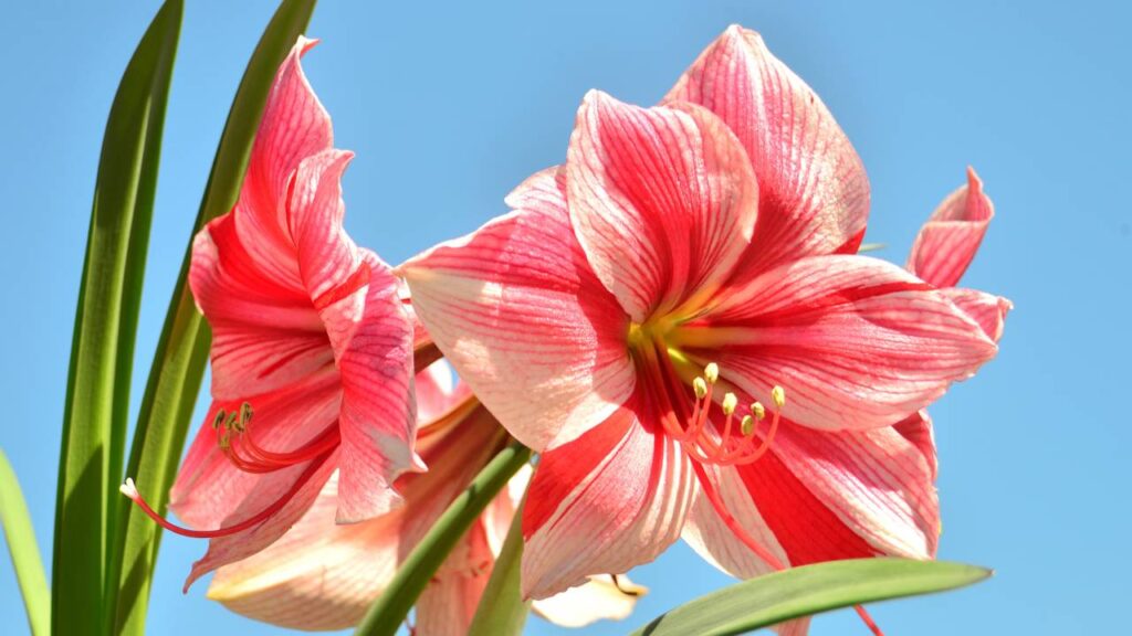 Não é só beleza, essa flor carrega um significado marcante