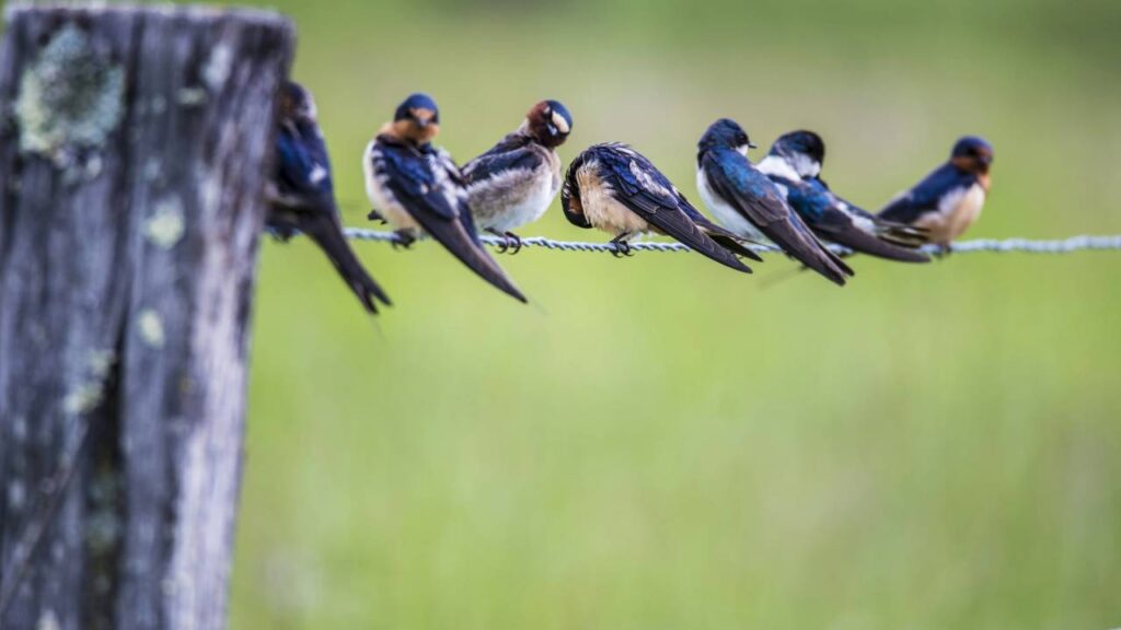 Esse comportamento faz aves se reunirem em bandos grandes ao entardecer