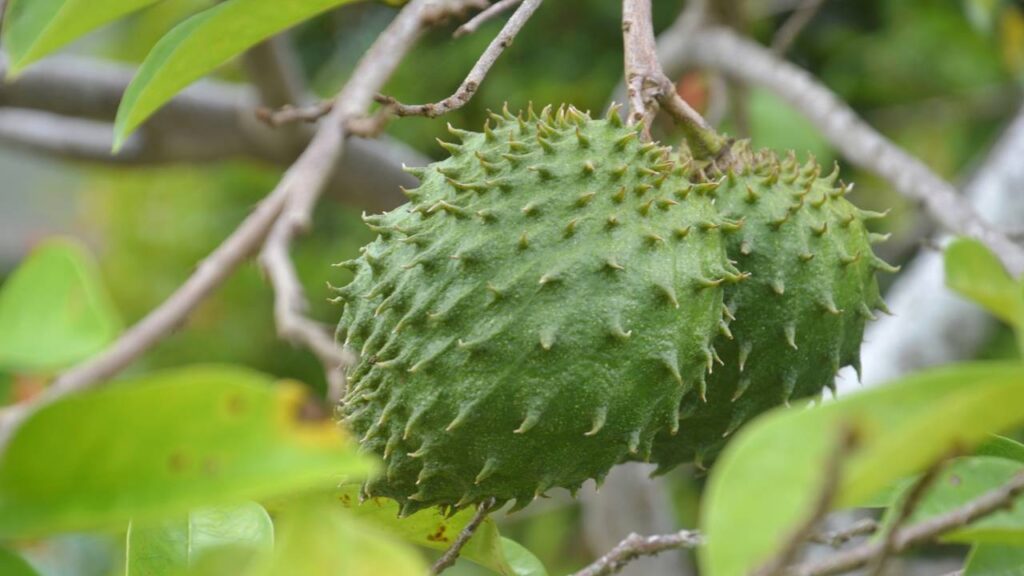 Essa graviola se adapta melhor a quintais do que a tradicional