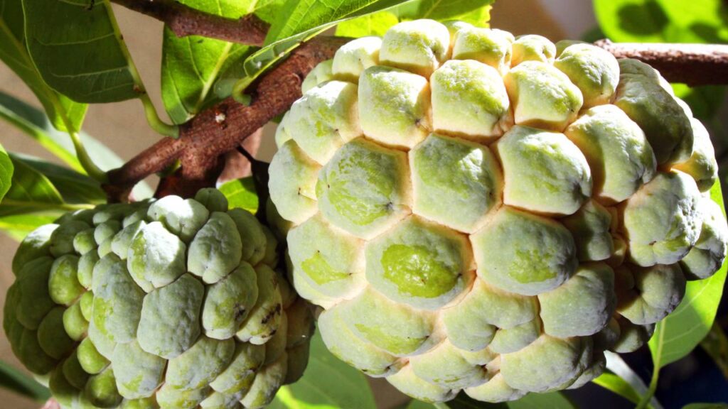 A fruta-do-conde se adapta ao quintal e conquista quem planta