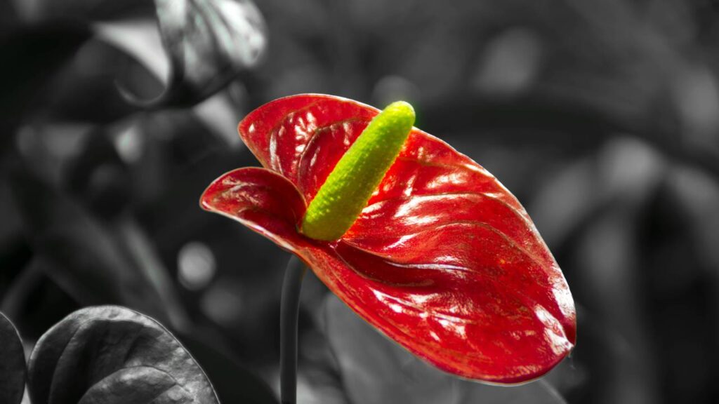 As mais lindas plantas de sombra do momento que vão transformar seu ambiente