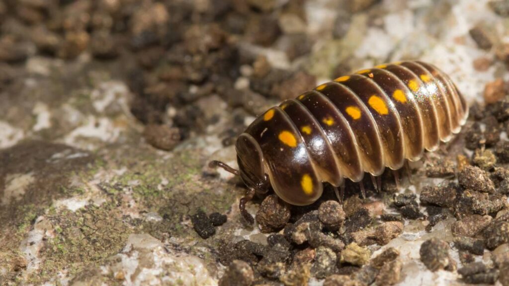 O pequeno animal que sente vibrações no solo antes das pessoas e surpreende