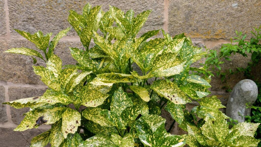Plantas de sombra para dentro de casa unem decoração e praticidade no dia a dia