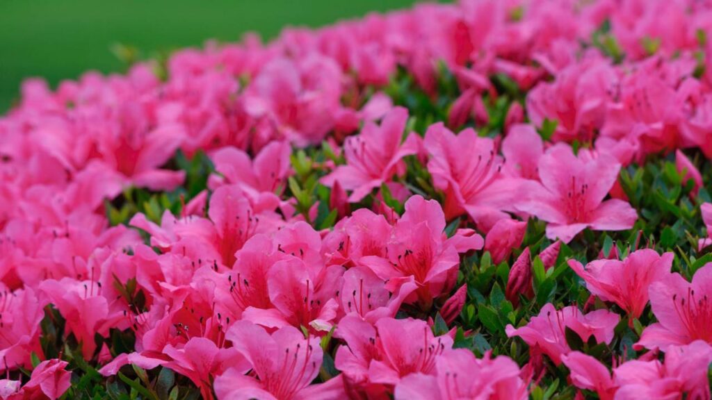 A azaleia encanta pelo visual suave e pelo simbolismo afetivo