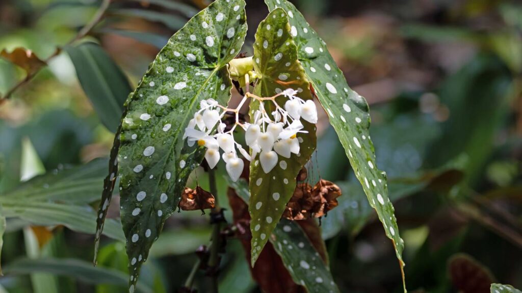 Essa planta virou escolha de quem quer presentear com delicadeza