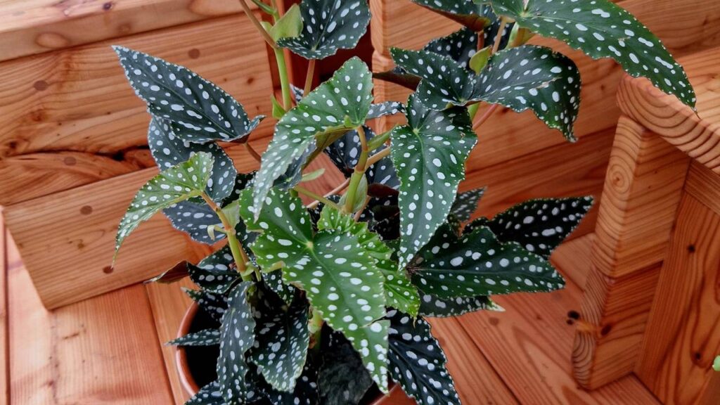 Essa begônia-maculata me ensinou o valor das pequenas alegrias