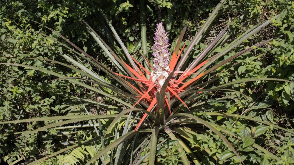 Uma planta resistente que vira destaque ornamental e ainda frutifica